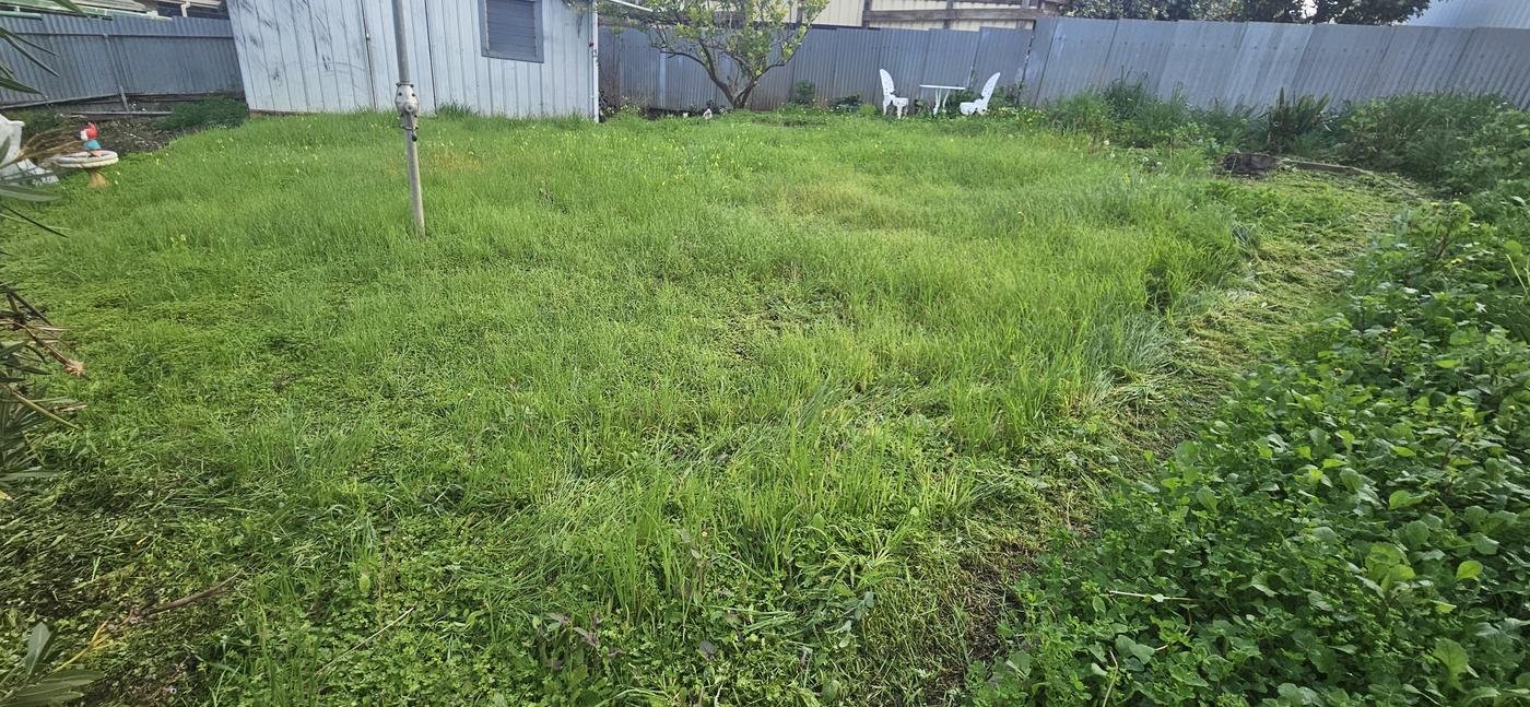 Before: backyard overgrown with long grass and weeds