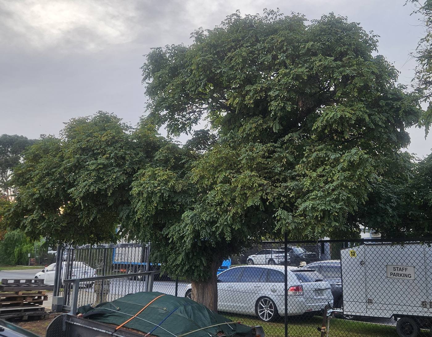 Large established tree maintained on site