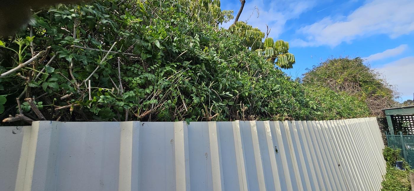 After: fence line cut back clear of the fence