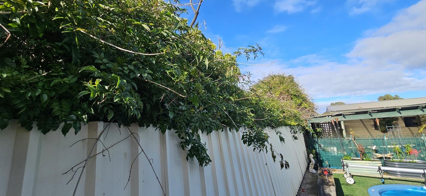 Before: overgrown greenery spilling over the back fence