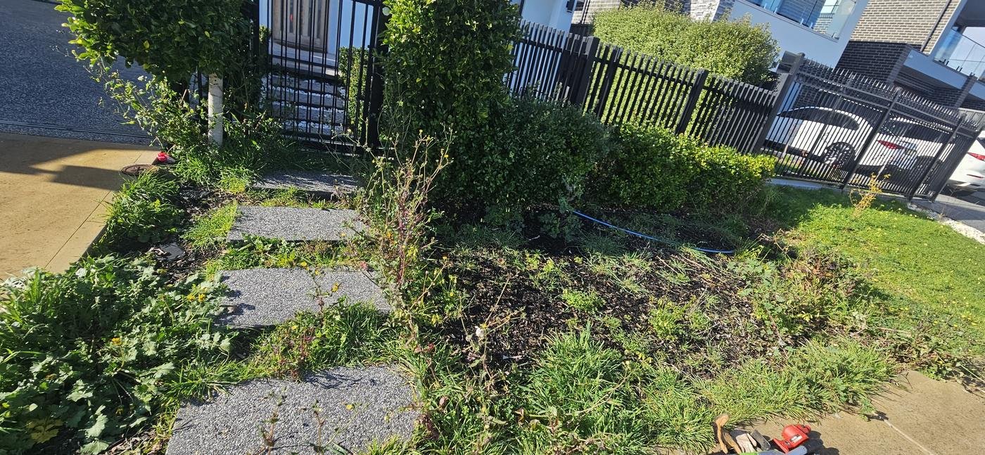 Before: front entry garden bed overgrown with weeds covering the path