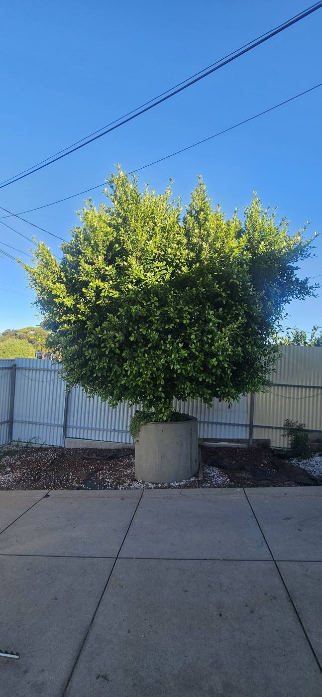 Before: overgrown tree hedge before trimming