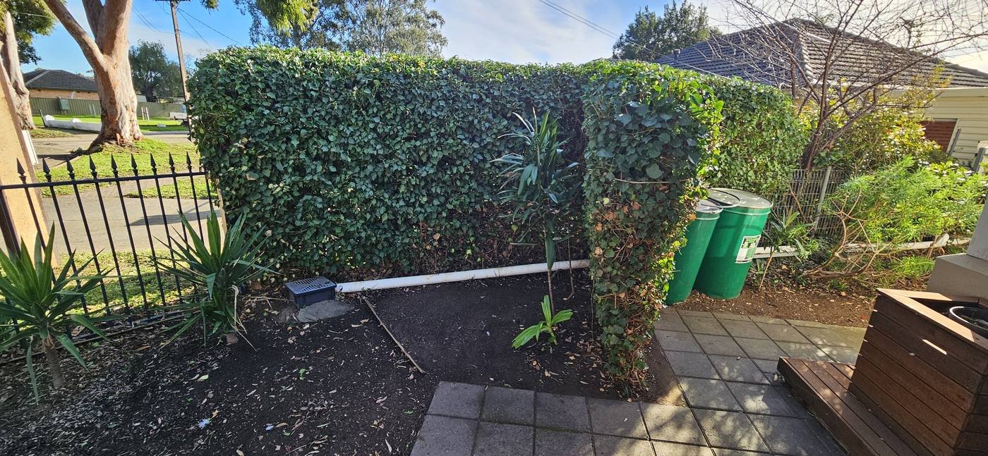 Hedge neatly trimmed along front fence line