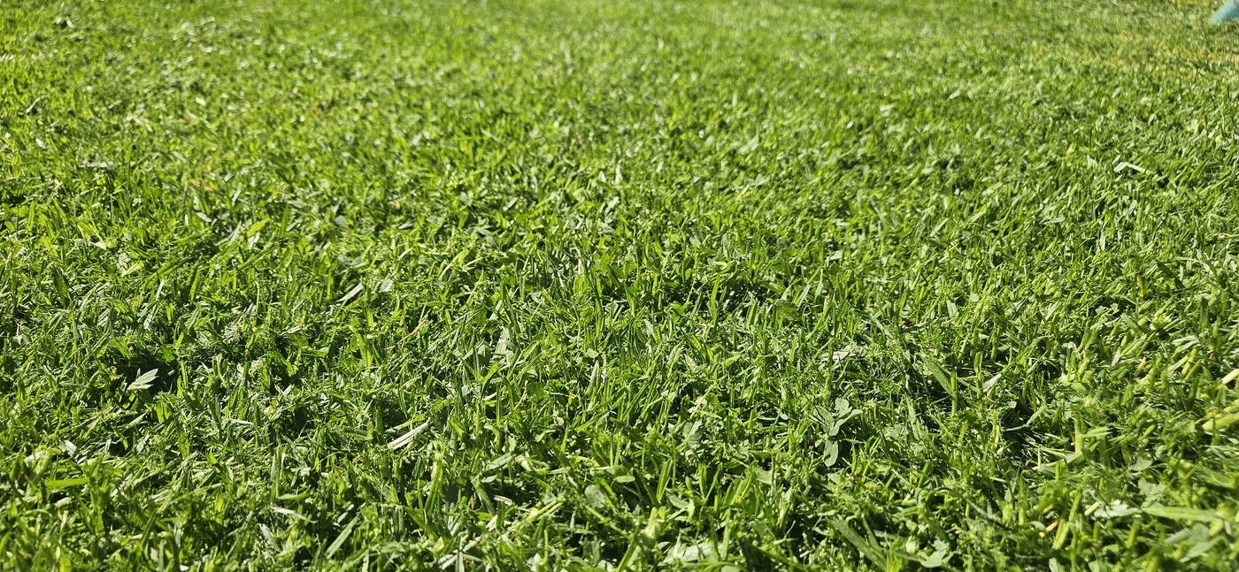 Close-up of a freshly mown green lawn
