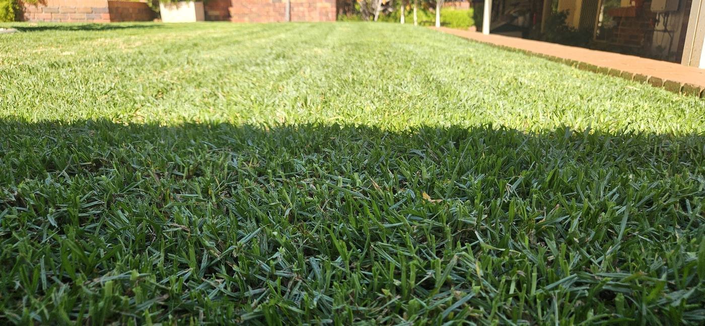 Freshly mowed backyard lawn with clean stripes in north-east Adelaide