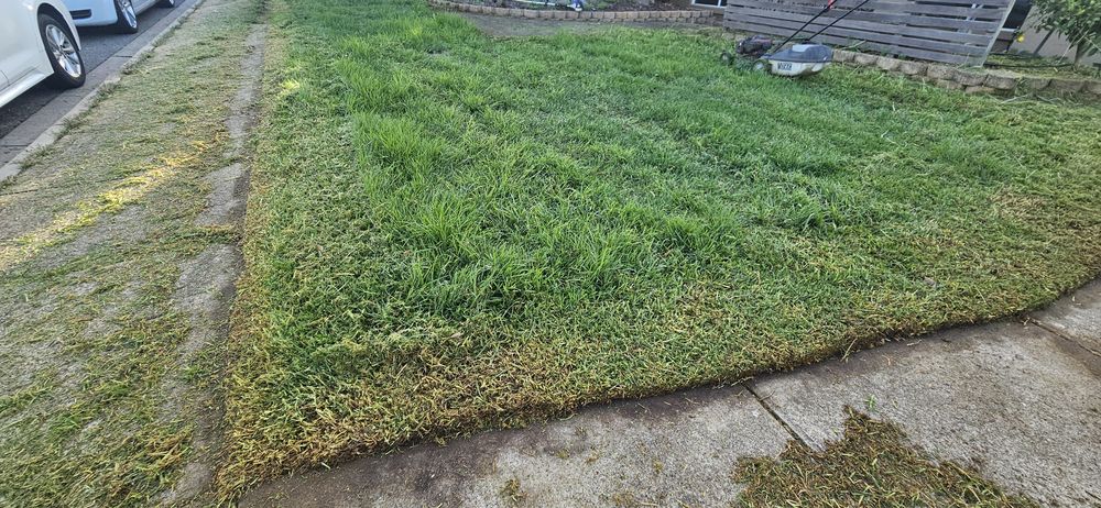 Before: overgrown lawn in north-east Adelaide