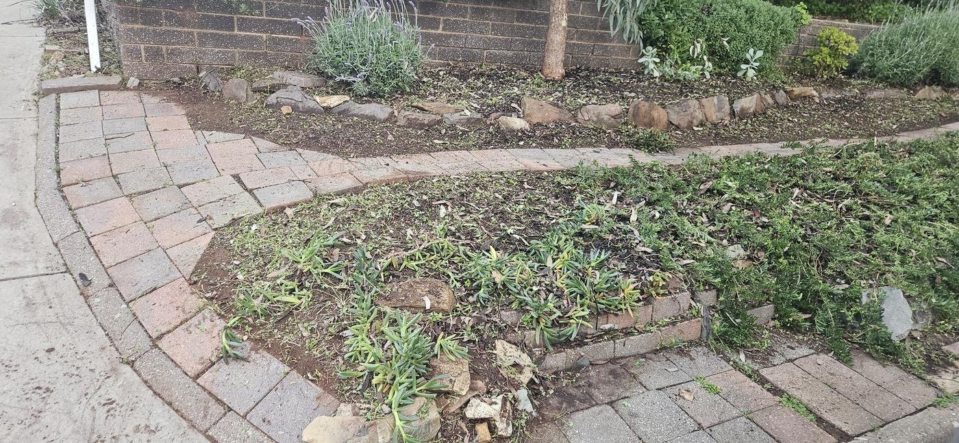 After: brick path cleared and rock edging visible again