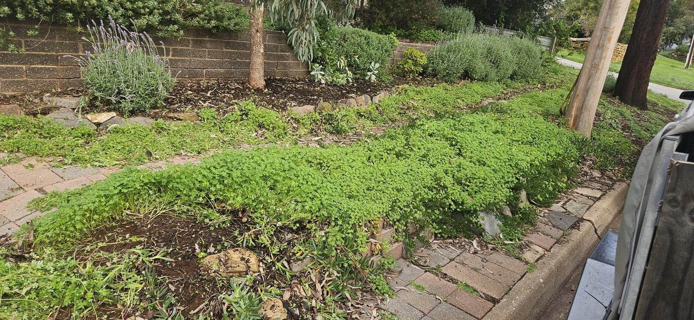 Before: brick path and garden bed buried under weeds