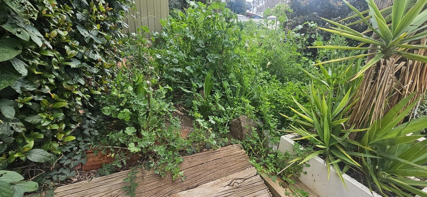 Before: side garden overgrown with weeds and dense growth
