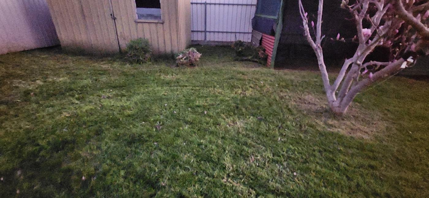 After: side lawn mowed back to a neat finish