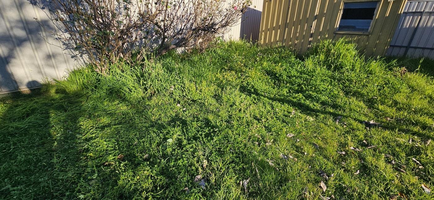 Before: overgrown side lawn with long grass against the fence