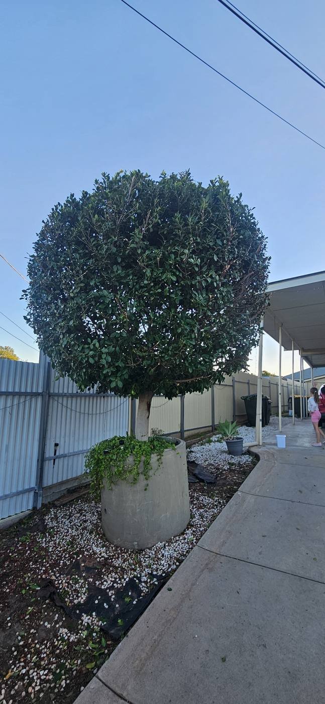 Ball-shaped topiary tree trimmed and maintained