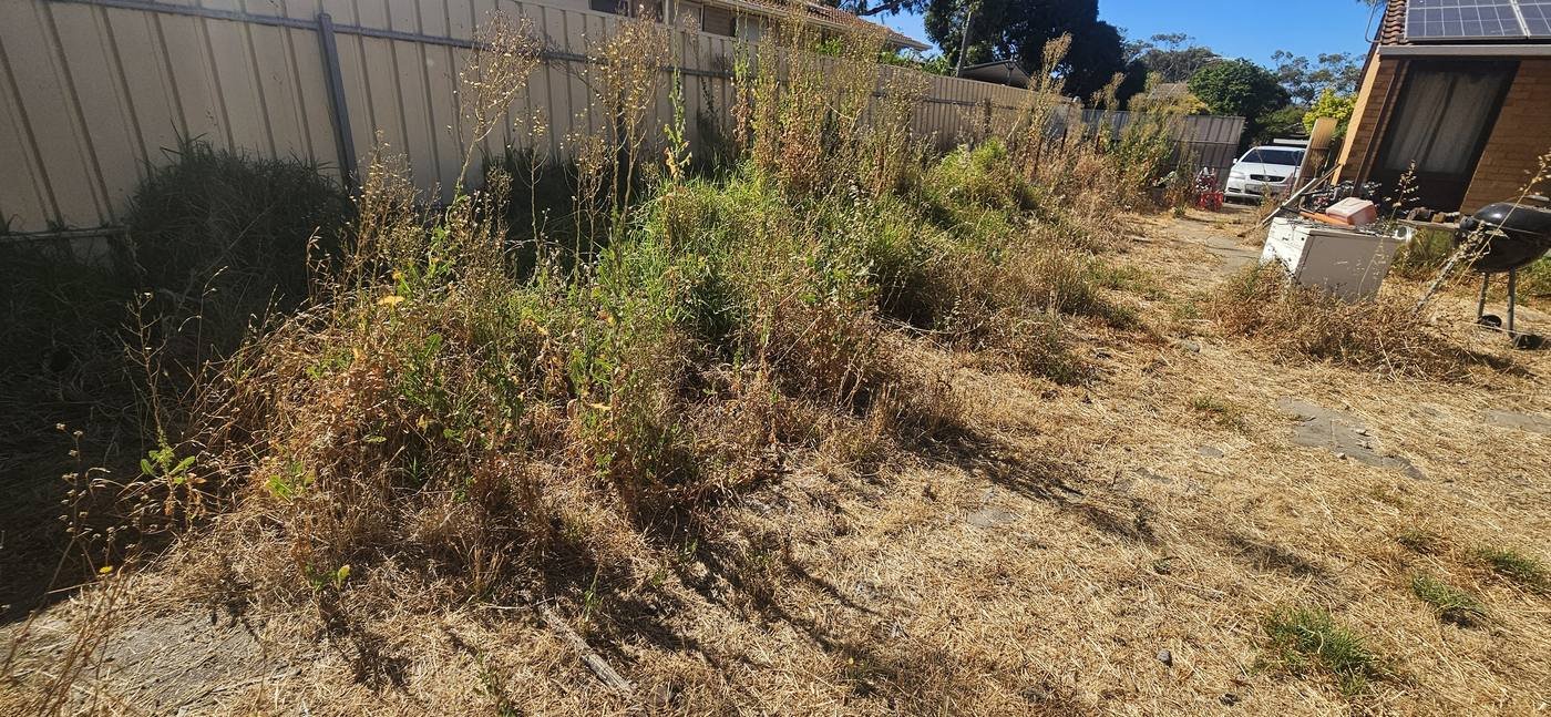 Overgrown backyard before clean up